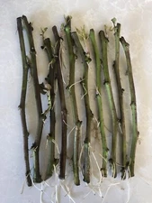 10pcs Rooted Sweet Potato Slips Cutting Vines With Roots Ready To Plant