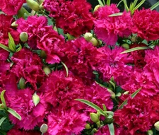 CARNATION CHABAUD MAGENTA Dianthus Caryophyllus - 200 Bulk Seeds