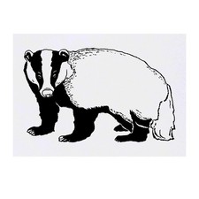 'Badger' Temporary Tattoos / Transfers TO00039152