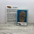 Trilobite Extinct Arthropod Large Fossil in a Great Display Box
