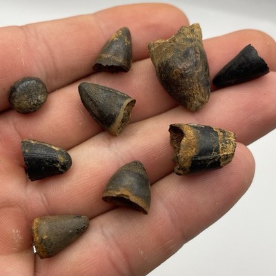 Alligator Teeth Fossils Collection Of 9 REAL Gator Teeth Peace River FL