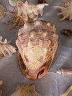 Large Lot of Seashells Coastal Conch  Coral Beach Decor Nautical Collection — photo 1