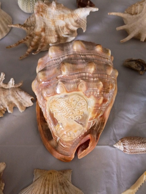Large Lot of Seashells Coastal Conch  Coral Beach Decor Nautical Collection
