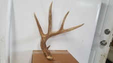 Nice 69 2/8 TYPICAL 5 pt WHITETAIL DEER ANTLER SHED antlers mule mount elk moose