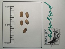 100x Palmen Samen Phoenix canariensis (Kanarische Dattelpalme)