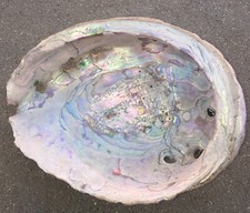 RARE Real Seashell Large Abalone Dish Natural Sea Cave Sea Shell 6-3/4&rdquo; x 5-1/4&rdquo;
