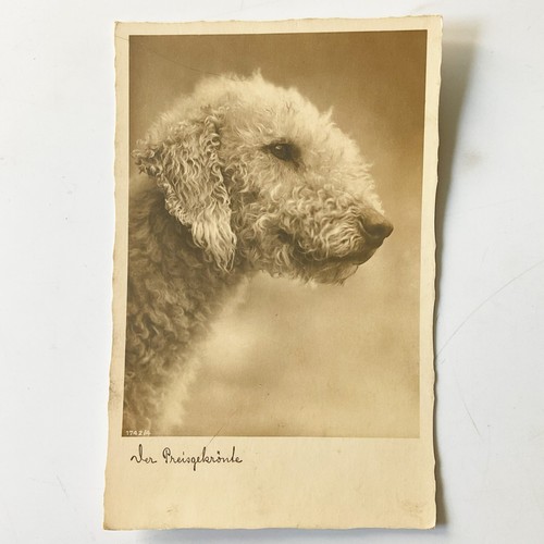 Postcard RPPC Airedale Terrier Dog Side View German Real Picture - Picture 2 of 8