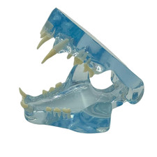 Blue Transparent Canine Feline Dog Cat Tooth Model Veterinary Education Tool for