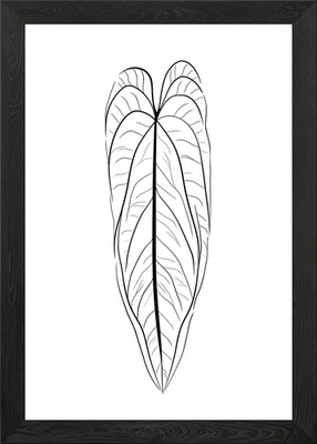 Anthurium Warocqueanum B gerahmtes Wandbild Poster Leinwanddruck Bild