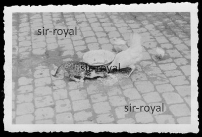 Katze und Huhn teilen sich das Mittagessen - 1930er - Foto 9x6cm