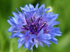 bachelor, BACHELOR'S BUTTONS, multiple BLUE flowers, bushy 500 seeds GroCo USA
