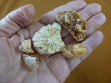 (k-4076) 25 g Rare Kauri tree Gum bag chips copal Amber New Zealand Tane Mahuta