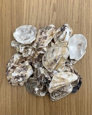 20 medium Oyster Shells   Beautiful natural  shells.   
