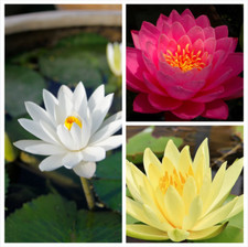 Assorted Water Lily - Wholesale 10 Live Plants
