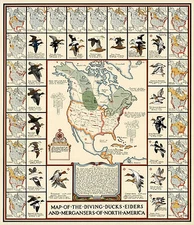 Early Map Diving Ducks Eiders and Mergansers of North America Wall Poster Print