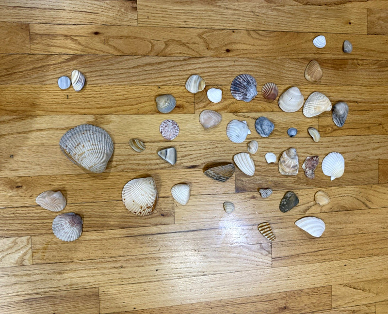 Mixed Lot Assorted Seashells Collection: Conch, Murex & Scallop Shells