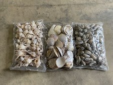 Medium Mixed Seashells, Assorted Craft Shells Mix 1-2" 200 pcs Clam Olive