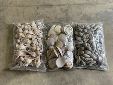 Medium Mixed Seashells, Assorted Craft Shells Mix 1-2" 200+ pcs Clam Olive