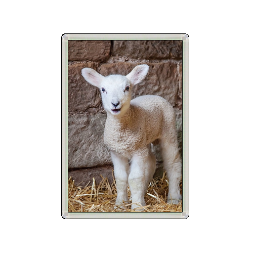 LAMB CUTE BABY ANIMAL LOVELY NOVELTY FRIDGE MAGNET GREAT GIFT - Picture 1 of 1