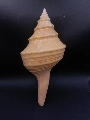 Syrinx aruanus 230mm seashell. Australian trumpet Sea shell. #16951