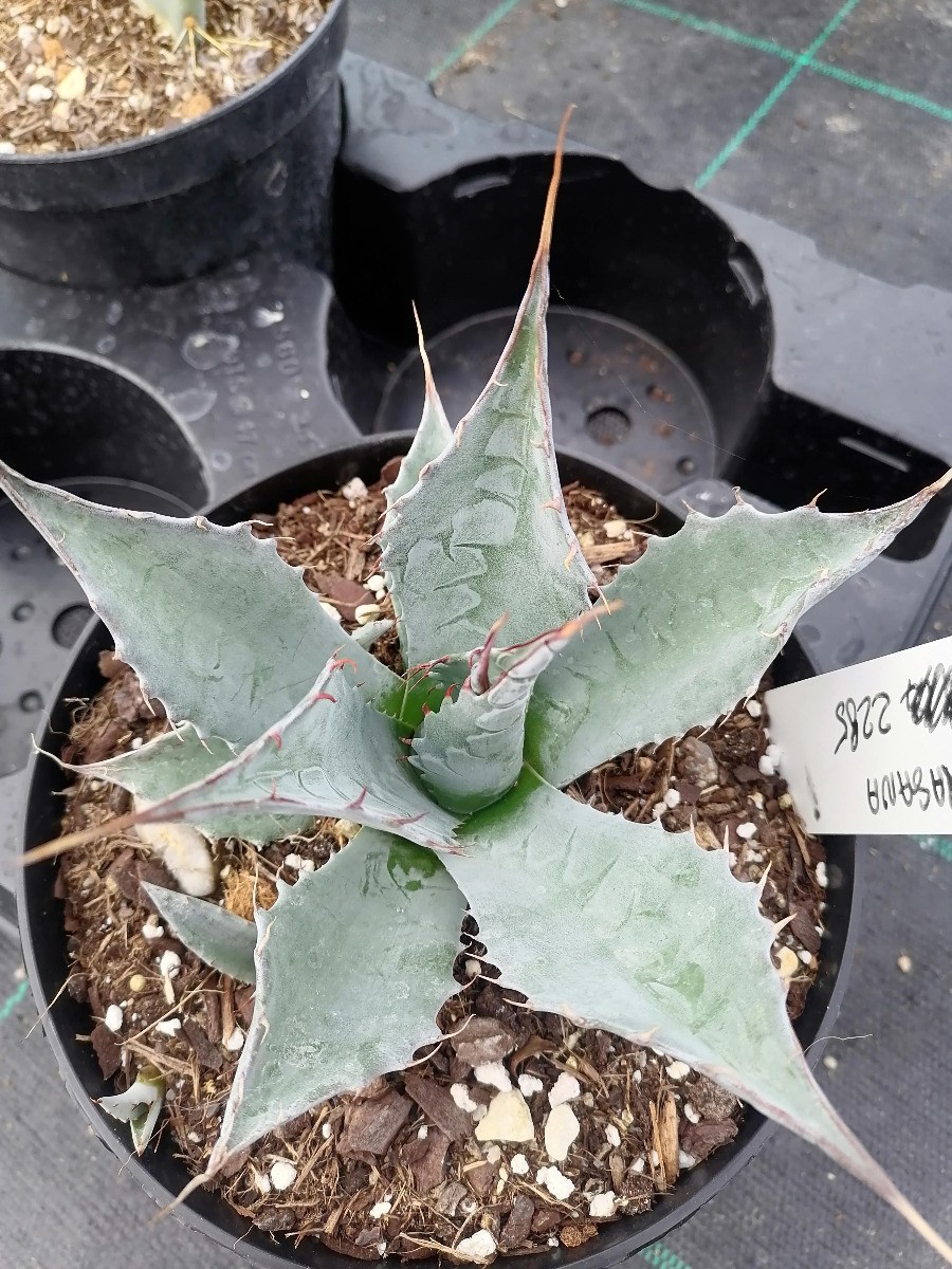Agave parrasana de collection en grand conteneur pour jardin graphique