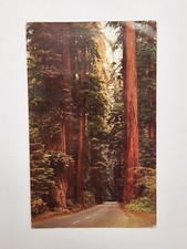 Postcard 1950s- Avenue Of The Giants - Califo...