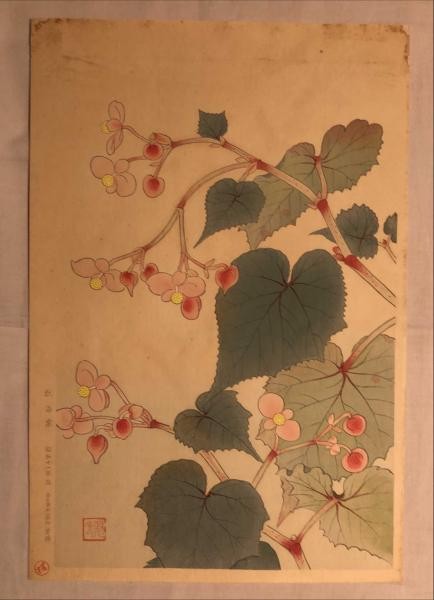 Fukuda Suiko Japanese Woodblock Print Begonia Flower Showa 11 1936 Unsodo