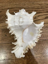 Large Tropical CONCH SHELL Horned, Spiked Pink Coral Nautical Beach NL