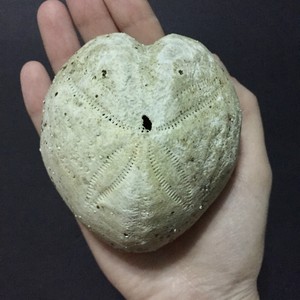 7 Big Heart Sea Urchin Shell Spatangus Purpureus Echinodermata