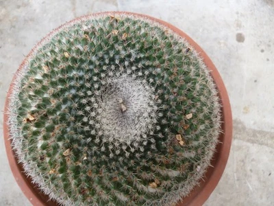 Mammillaria ssp. cactus - Photo 1/3