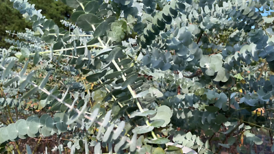 dead stick plant title%% %%page%% %%sep%% %%sitename%% %  Rita Lee's Nursery