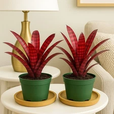 2 pack.Hamber Eyes Bromeliad Rare Tropical Plant In 4 Pot Free Shipping