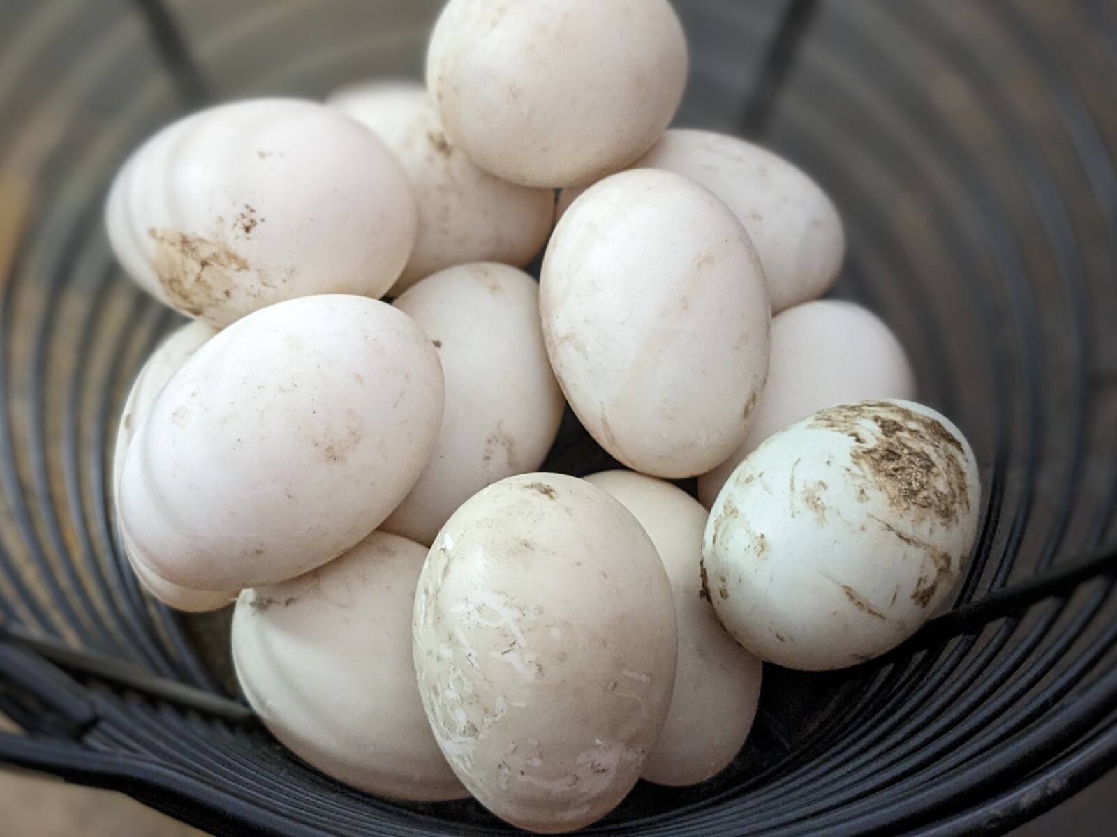 3 Fresh And Fertilized Domestic Barnyard Mix Duck Hatching Eggs!! eBay