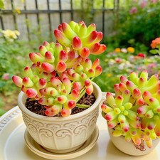 Sedum pachyphyllum  Succulents Plants Live, Bare root without soil