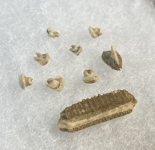 Stingray Fossils from Shark Tooth Hill - Ernst Quarry: Bakersfield, California - Picture 3 of 4