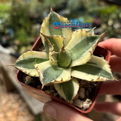Agave Variegated Cactis&Succulents for sale | eBay