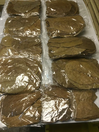 400 x ~7" PREMIUM INDIAN ALMOND CATAPPA LEAVES discus, shrimps ✈DHL Shipping✈