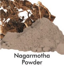 Cyperus Scariosus, Cypriol, Cyperaceae Nagarmotha Powder PURE FREE SHIP - 50gm