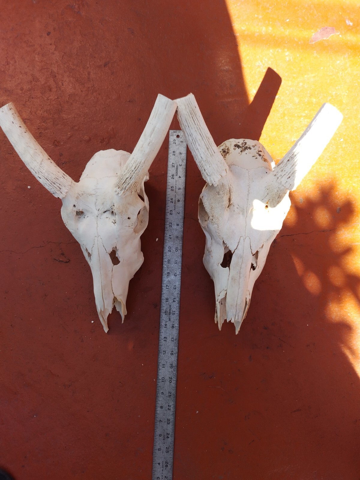 Lot Of Large African Skulls And African Horns Wart Hog Kudu And More eBay