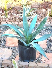 LANDSCAPE QUALITY Blue Agave Americana Century Plant, Agave Cactus, 24" (6F)