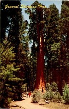 Sequoia National Park, California, General Sherman Tree, Mike Roberts, Postcard
