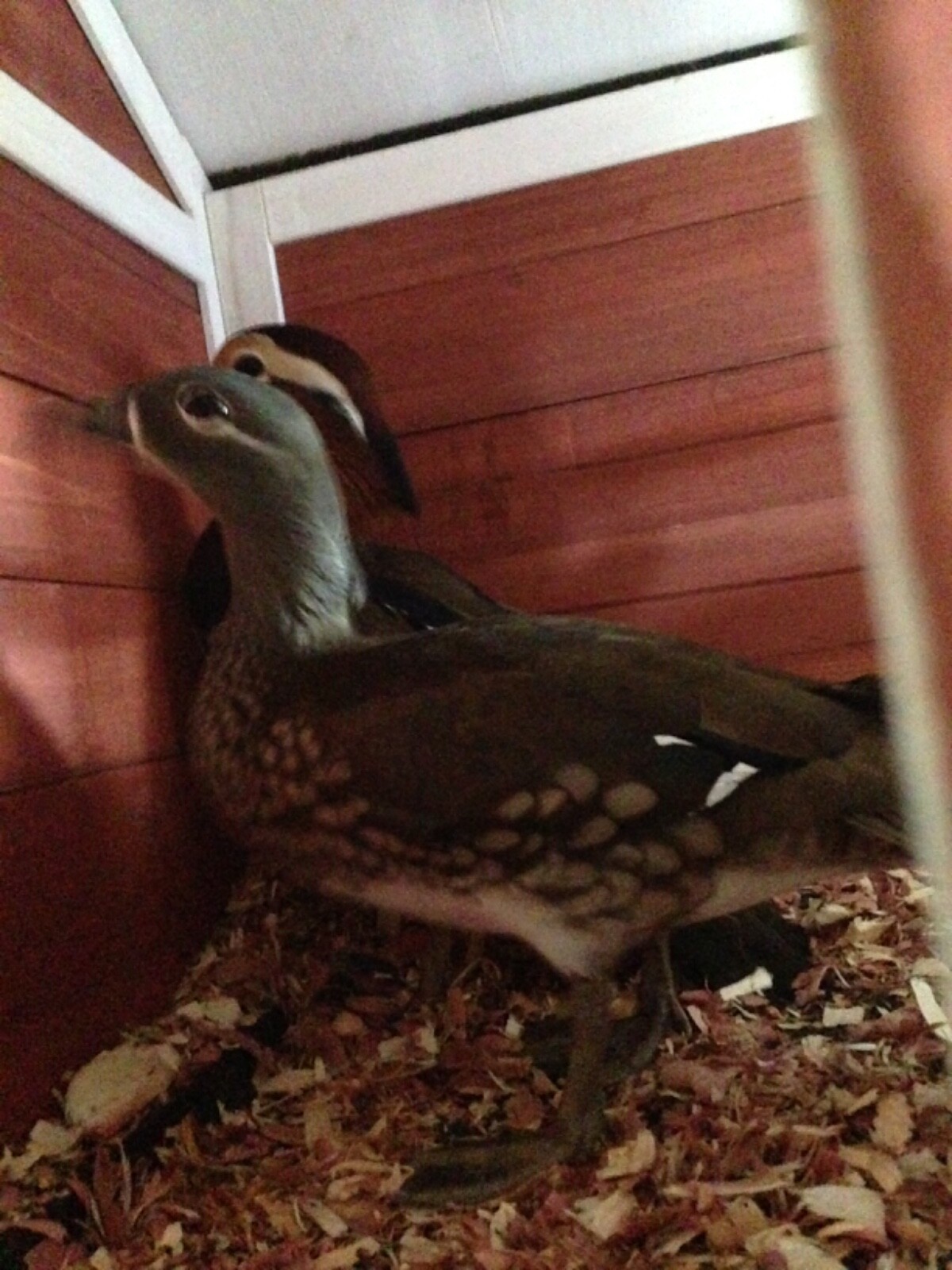 Mandarin Duck eggs! 🐣PreSale! 4 Eggs eBay