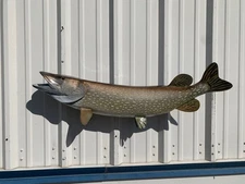 40" Northern Pike Two Sided Fish Mount Replica - Quick Production