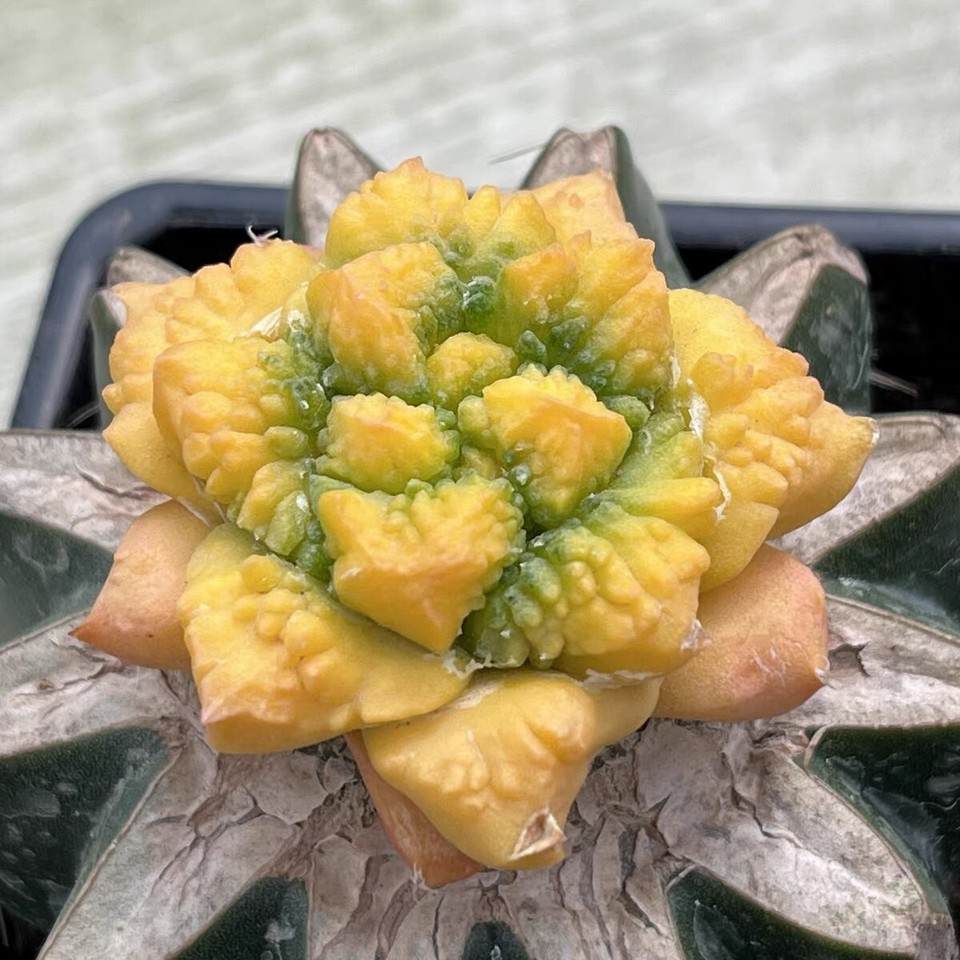 Sale 4.3CM Rare Succulent Live Plant kotschoubeyanus Hybird WYSIWYG