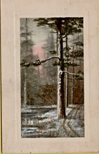 Pine Tree in a Forest of Trees Postcard Unposted S.W.A.K.