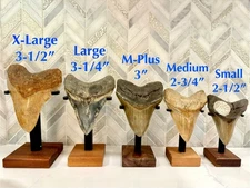 Megalodon Tooth Display Stand - Large 3-1/4 inch  