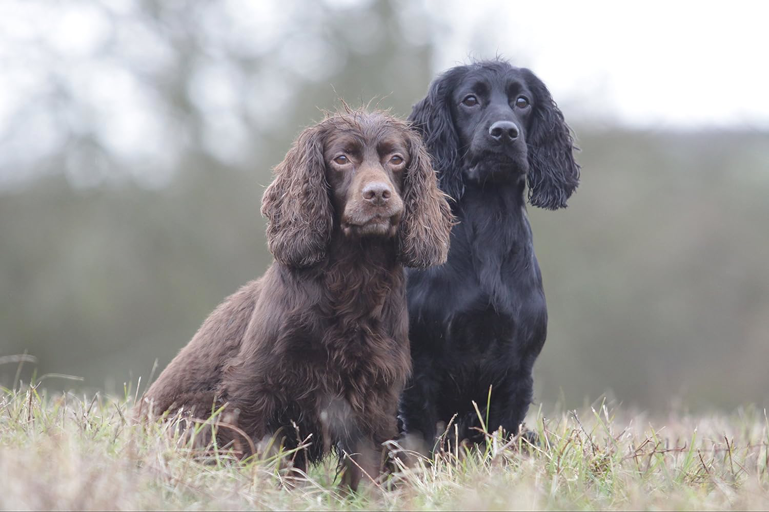 Skinners Field & Trial Complete Dry Working 23 Adult Dog Food with Beef