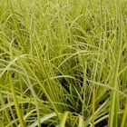 Live Cold Hardy Golden Sweet Flag Aquatic Marginal Pond Plant - Buy 2 Get 1 Free