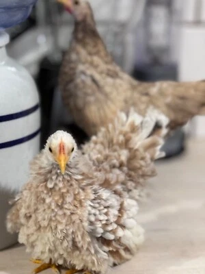 8+ Traditional Serama Hatching Eggs-The tiniest breed of chicken