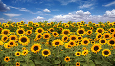 Field of Sunflowers Sticker 4x7"
